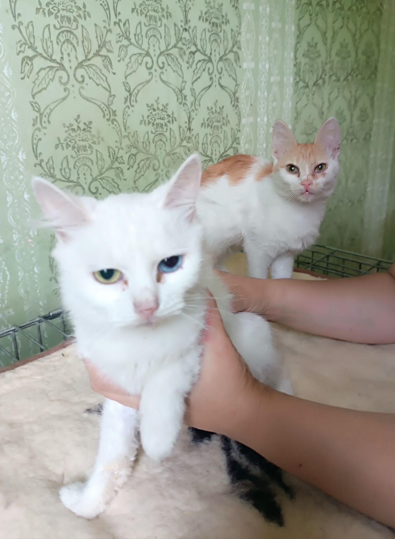 ПокровськіКотики безкоштовно