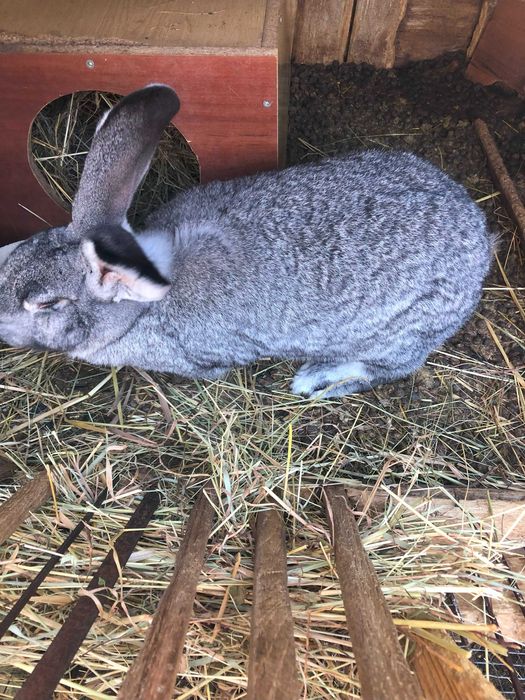 Продам кролі породи Європейська шиншила