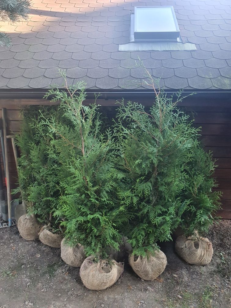 Okazja Tuja 120 CM Brabant Tuje Thuja Transport