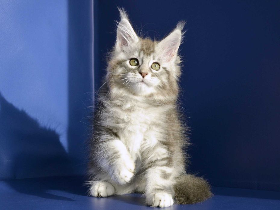 Мейн кун . Девочка 2 мес.