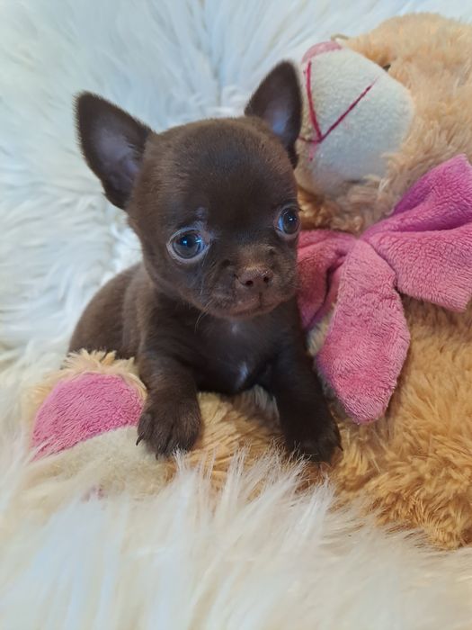 **SALLY**sunia chihuahua malutka choco zarezerwowana