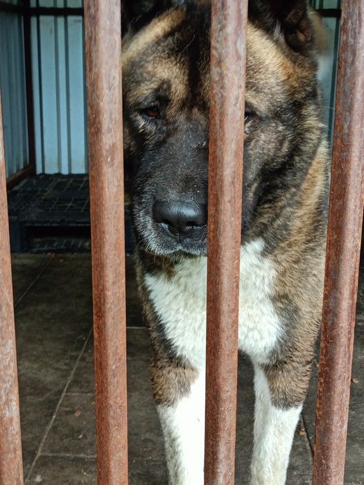 UZI – cudowny pies w typie akity amerykanskiej  szuka domu