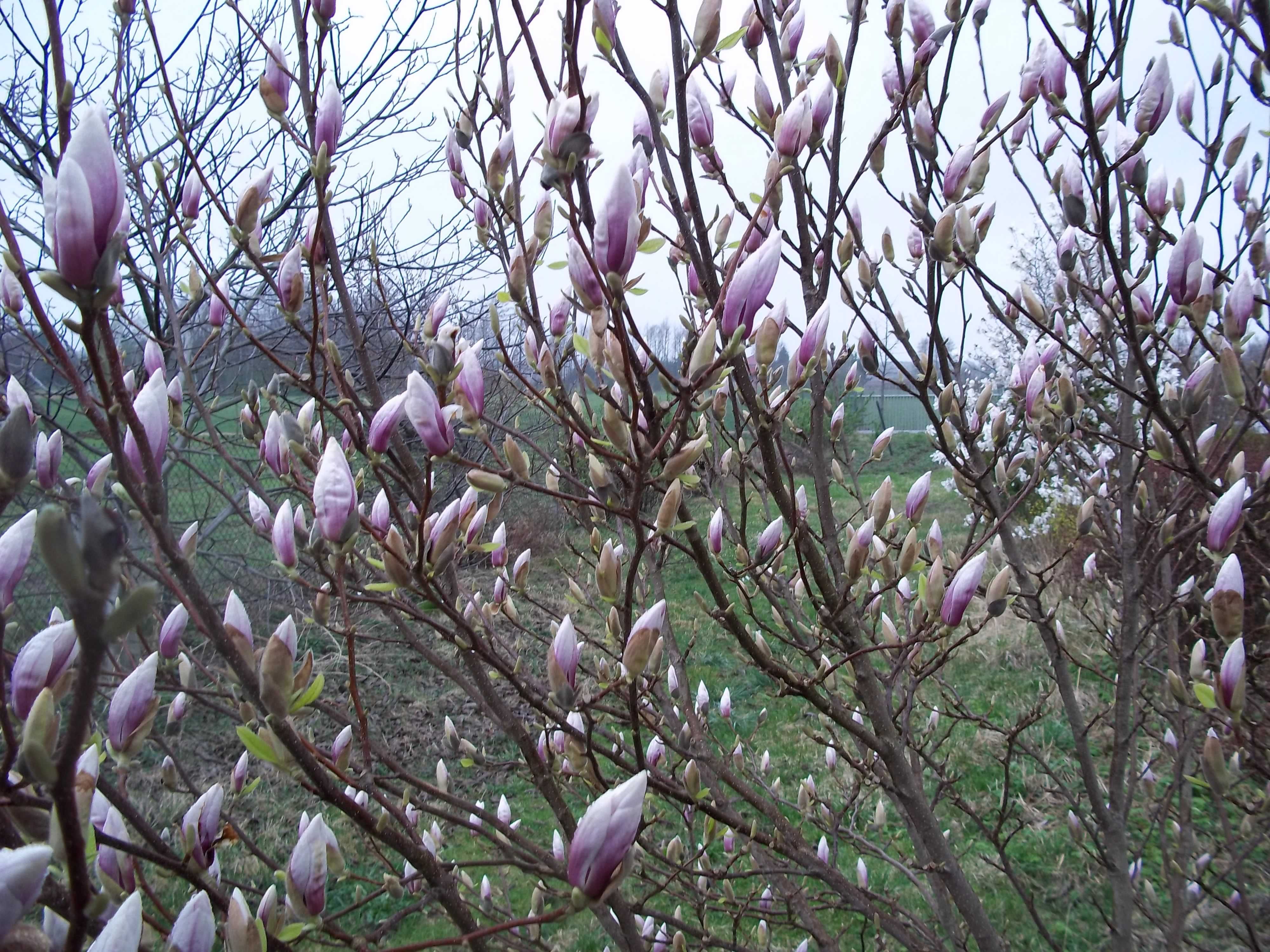 magnolia różne kolory