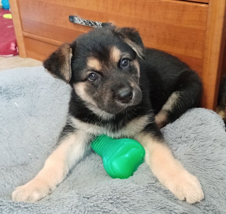 Tola - szczeniak szuka domu