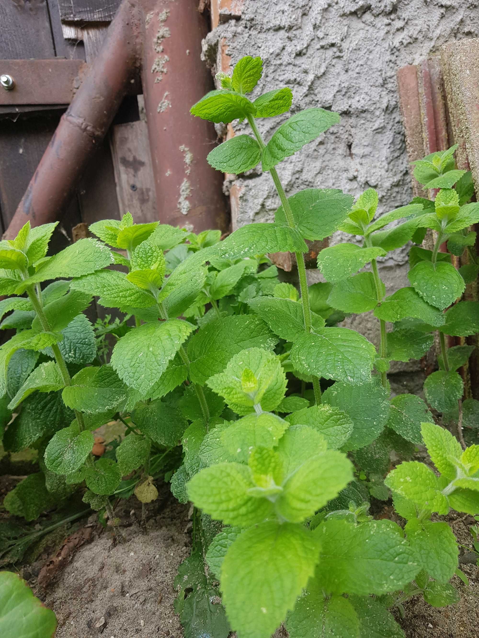 Miętę suszoną sprzedam