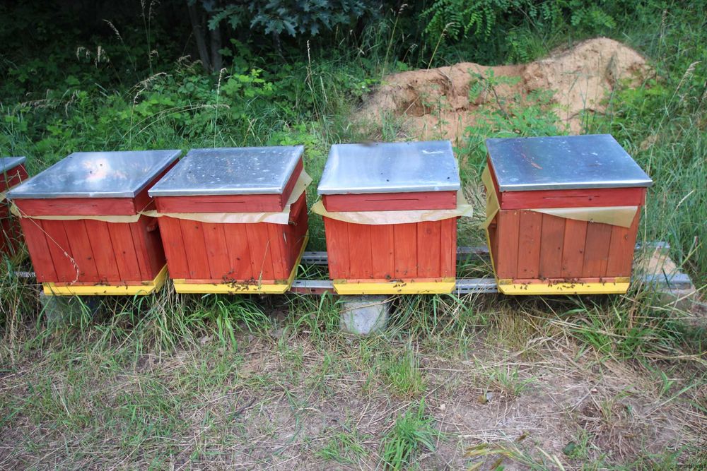 ule wielkopolski miód pasieka rodziny odkłady pszczoły ul PRZEZIMOWANE