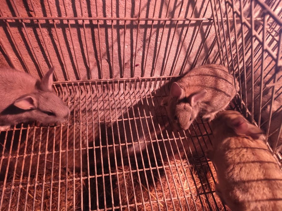 Coelhos anões pequenos