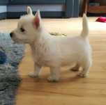Szczeniak west highland white terrier