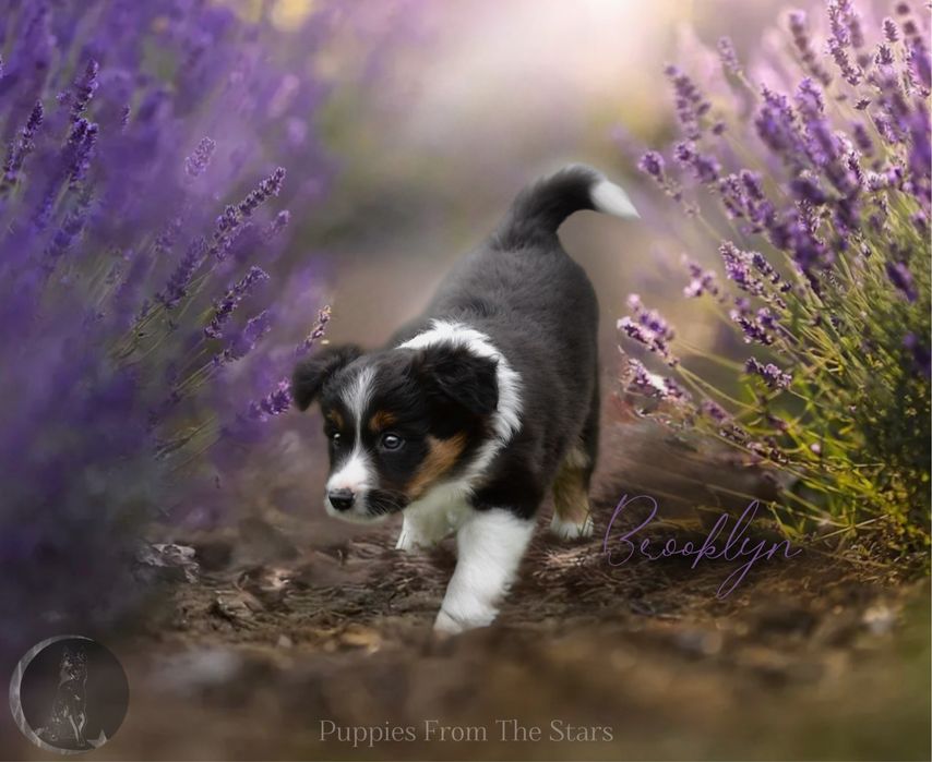 Brooklyn samiec Border Collie Black&White&Tan – gotowy do odbioru!