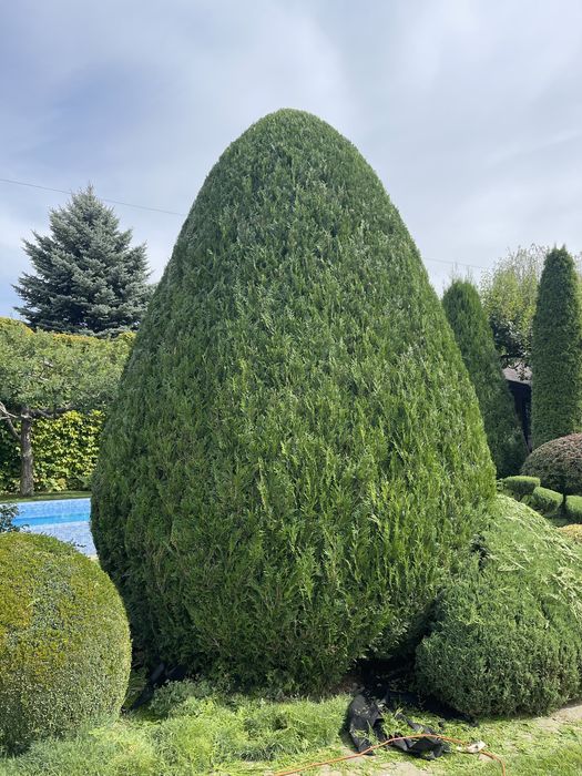 Стрижка хвойников