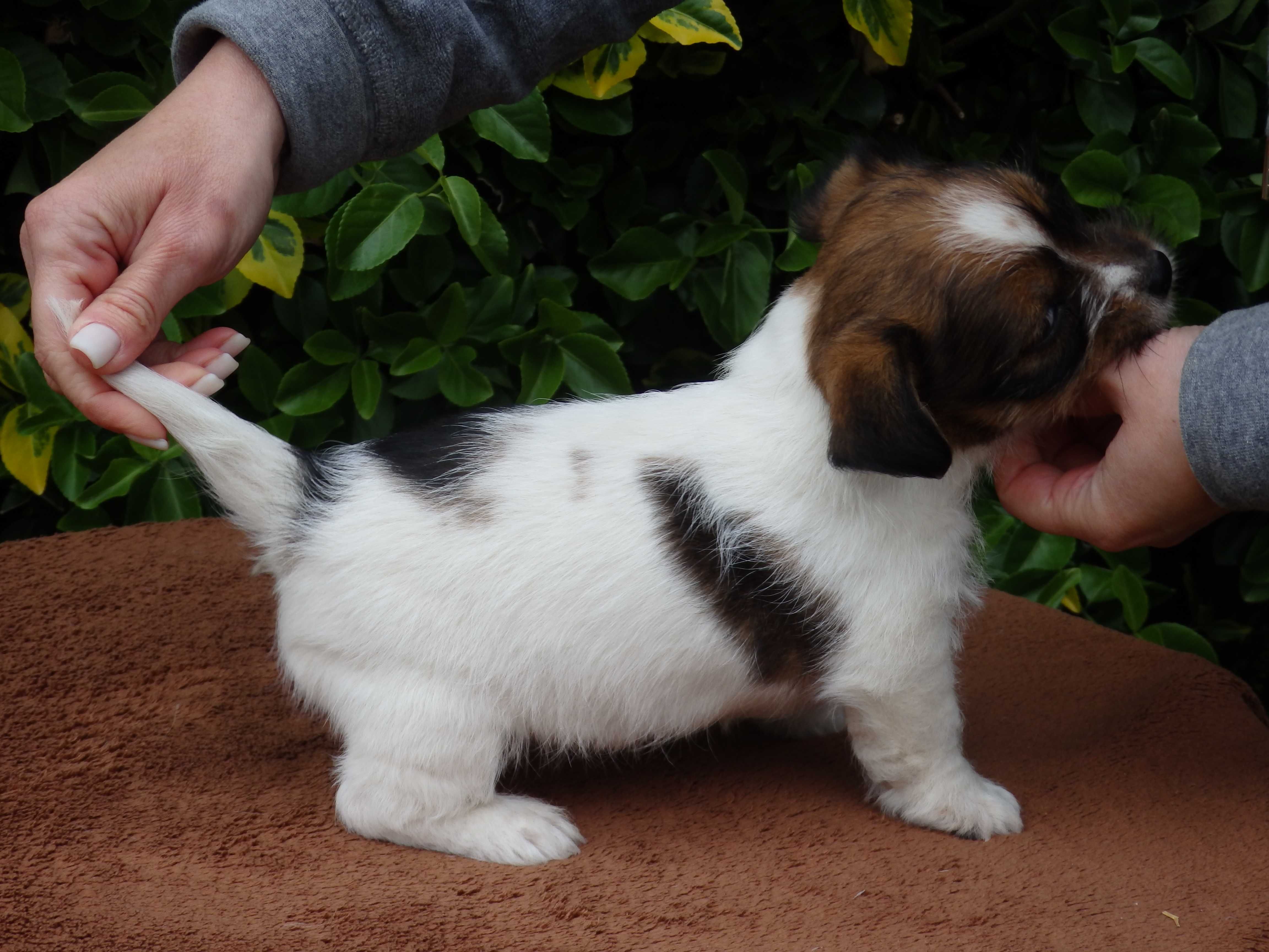 Jack Russell Terrier WZORCOWY szorstkowłosy PIESEK wire- haired MALE