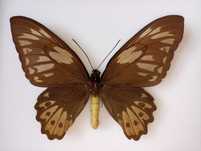Ornithoptera priamus arruana F Cites !