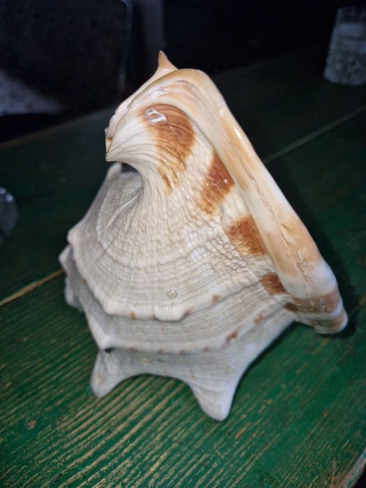 Ракушка Океанська.Велика