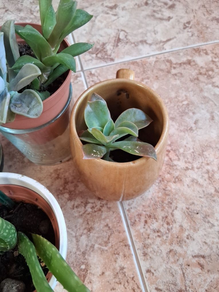 Varias Suculentas para decorar o seu jardim
