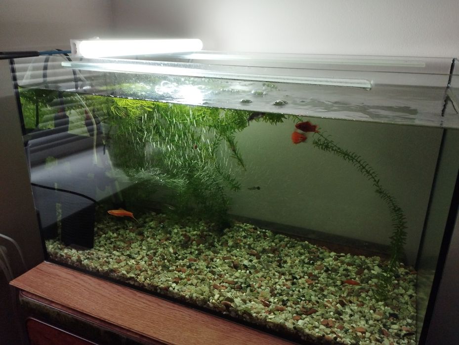 Акваріум 68 літрів