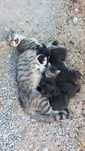 Gatos para ADOÇÃO