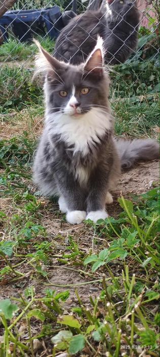 Niebieski z białym Maine Coon Rodowód FPL