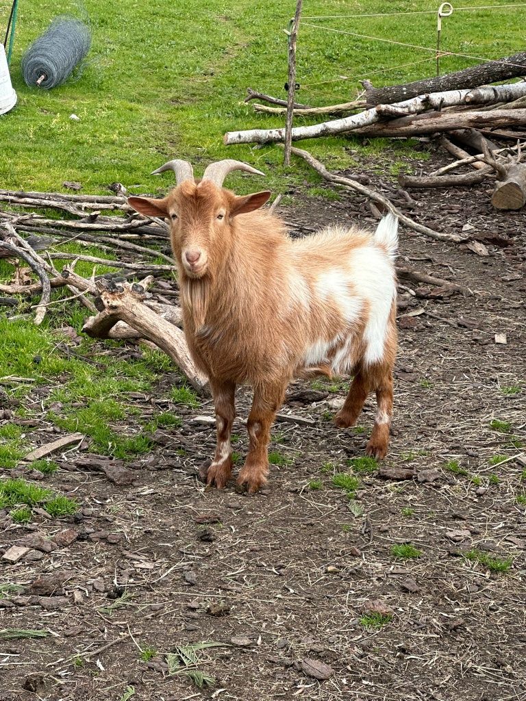 Chibo de raça anã
