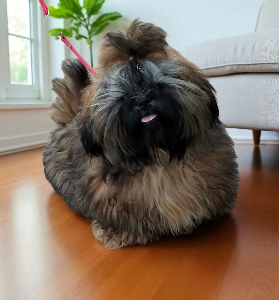 Shih tzu piesek FCI