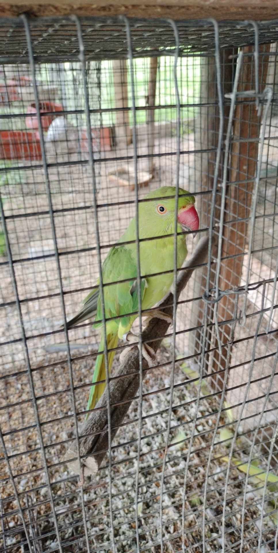 Vende se Ring Necks