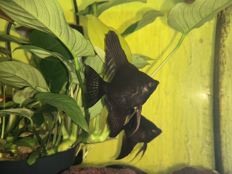 Escalar Negro - Possíveis Casais