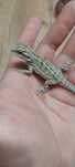Samiec Agama brodata Hypo green genetic stripe
