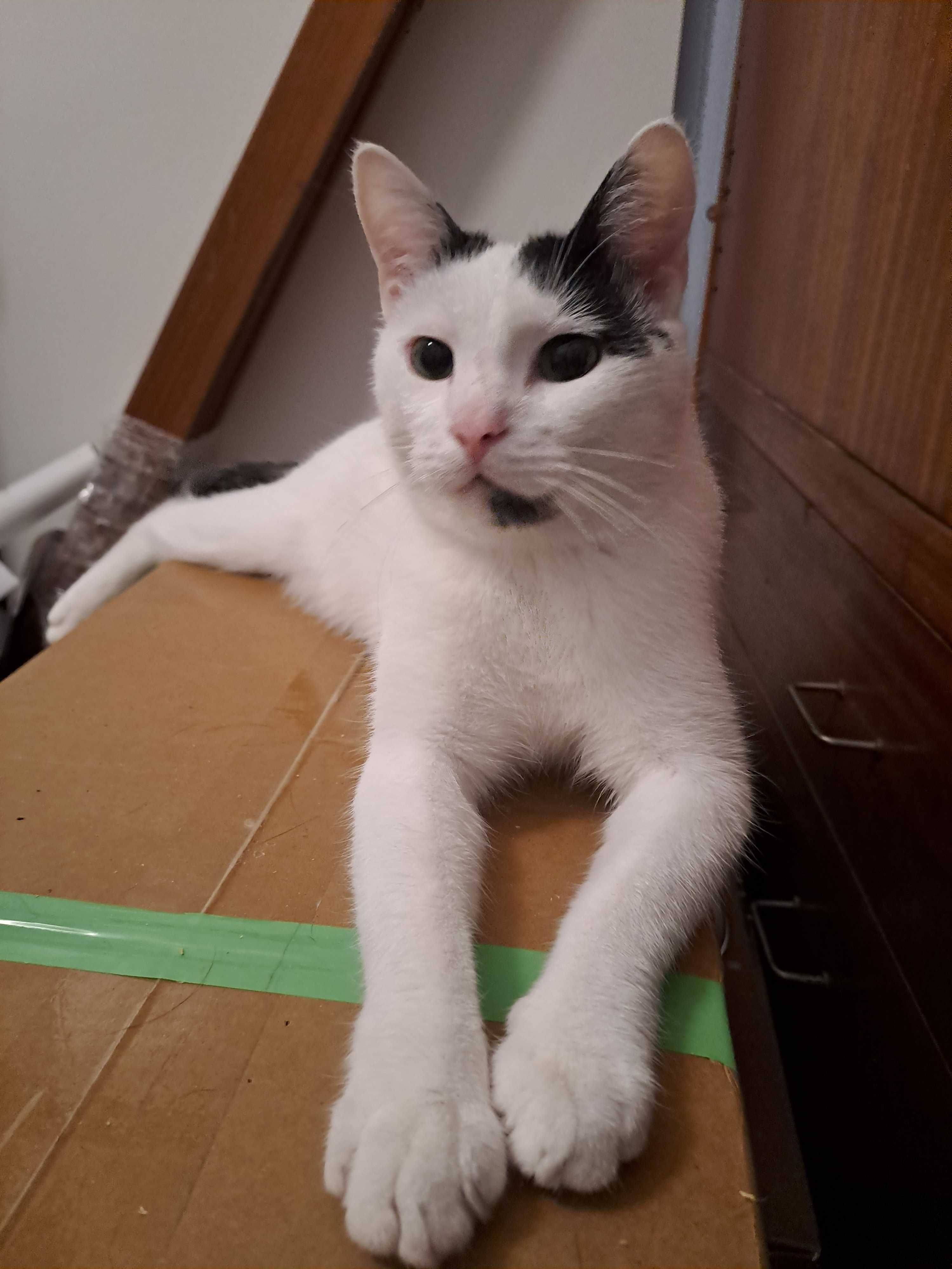 MIETEK cudowny kotek do adopcji