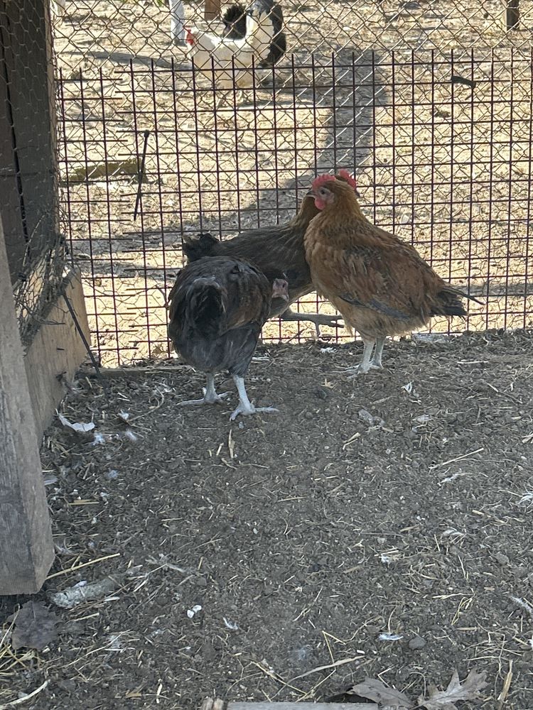 Kogut zielononóżka, leghorn ,   mieszany