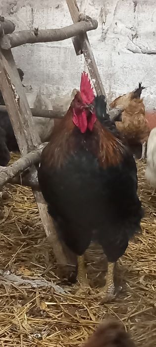 Młode koguty za 3 szt. 100 zł promocja