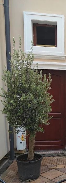 Oliwka drzewko duże