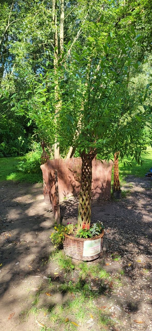 Wierzba pleciona Salix
