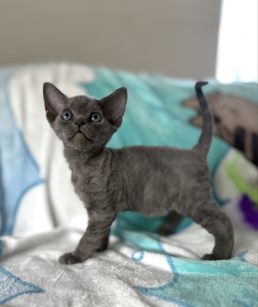 Devon rex kocurek