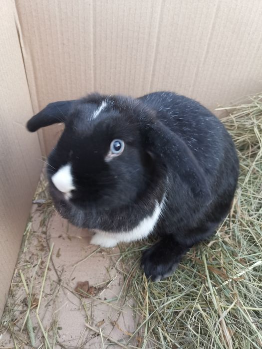 Witam, króliczki baranki minilopy jusz dorosłe szukają dobrego domku.