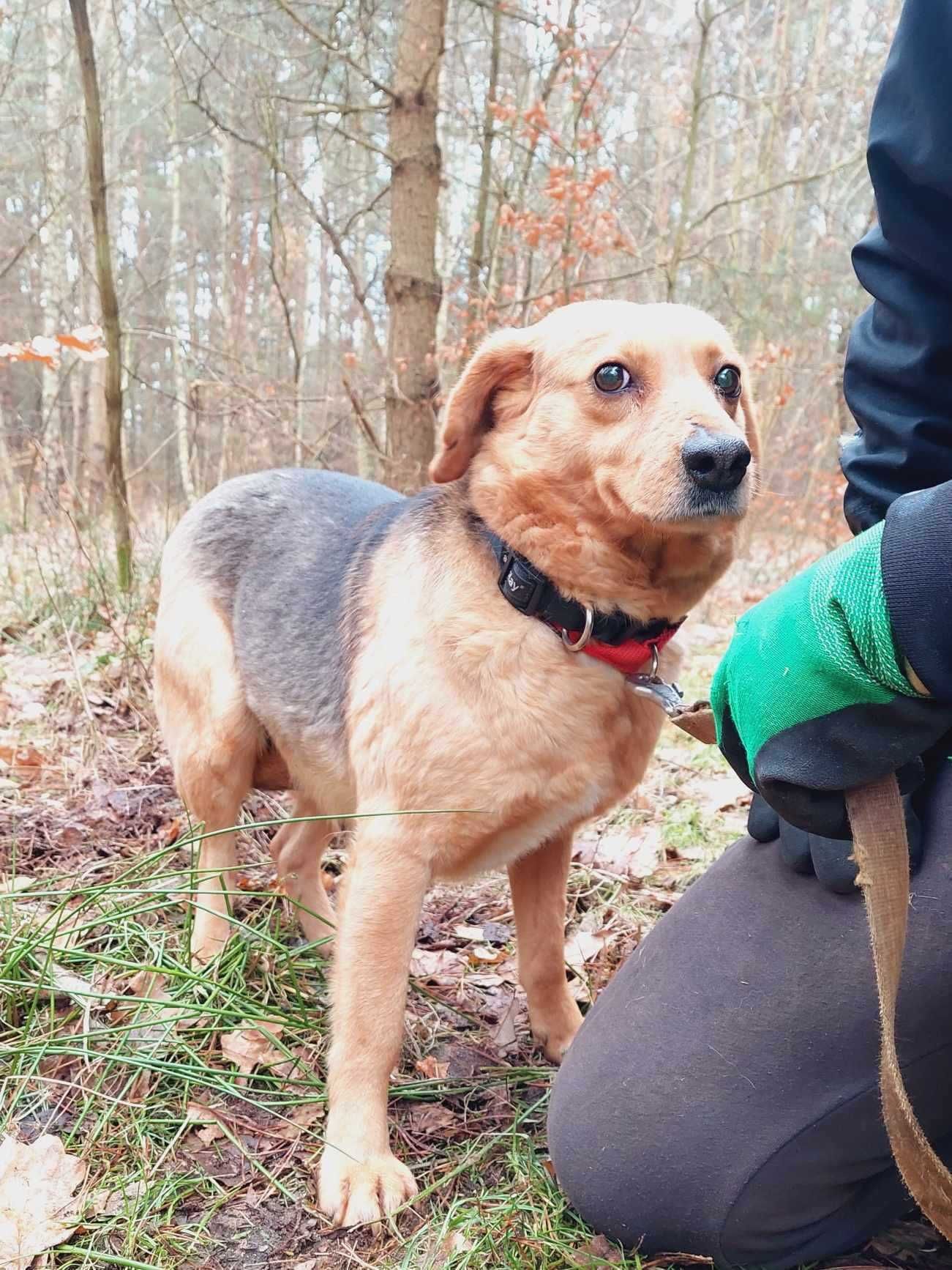 Lidka nieśmiała, delikatna sunia do domu z ogrodem i innym psem 4lat.