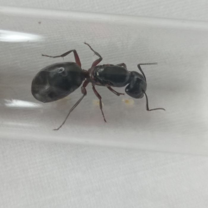 Camponotus ligniperda - największa mrówka w Europie