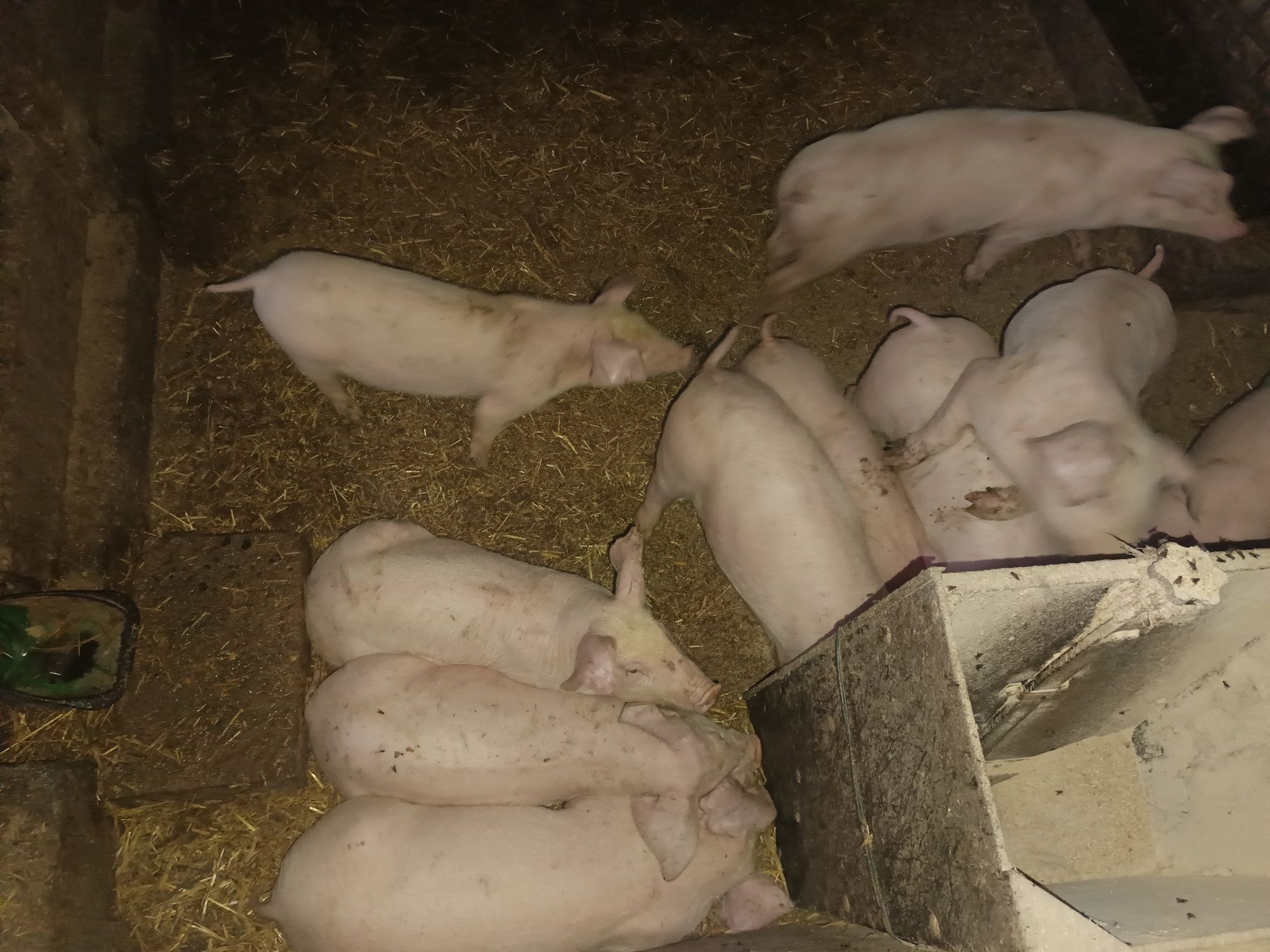 Prosięta  20 szt Odsadzone Odrobaczone zaszczepione Odchowane!