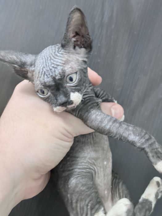 Sphynx macho disponivel