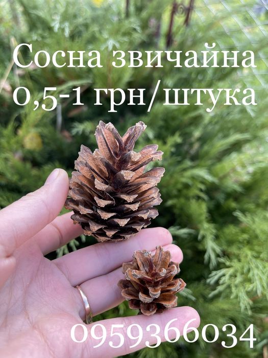 Для декора декору природній матеріал для поделок шишки жолуди рокитник