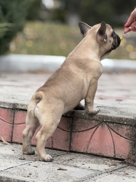 Неймовірна дівчинка КСУ