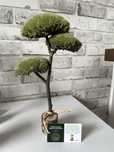 Drzewo bonsai z prawdziwego drzewa i mhcu