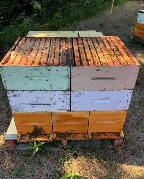 Продам медоносних бджіл