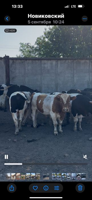 Продам худобу живою вагою (корови, бики, телята)