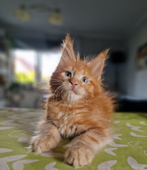 Maine Coon kocięta kotka do hodowli