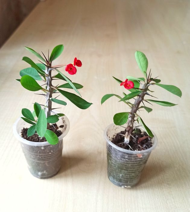 Сукуленти, рослини для сонячних вікон