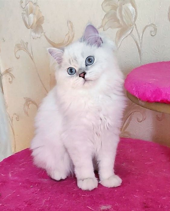 Шикарный мальчик шиншиллка поинт