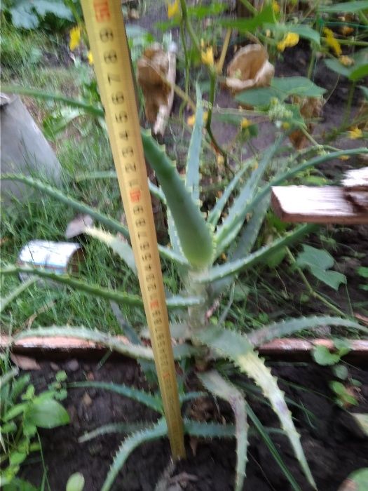 продам алоє