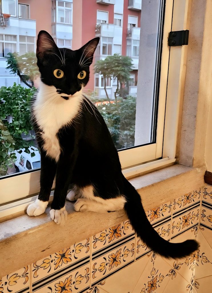 Gatinha para Adoção