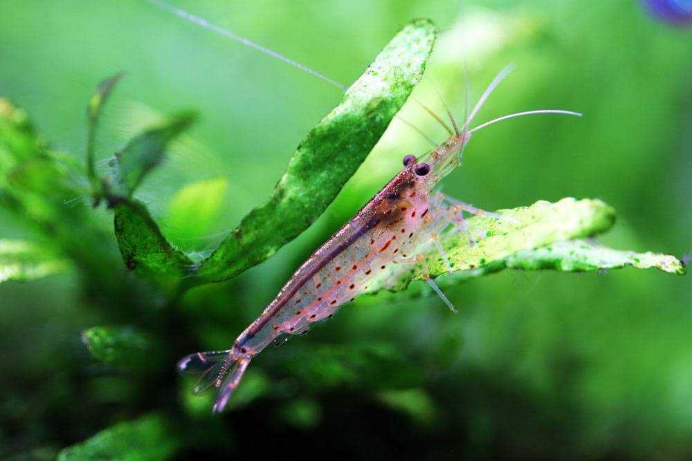 Krewetka Amano - Caridina multidentata - zjada glony - DOWÓZ, WYSYŁKA