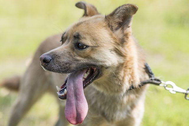 REX- nie duży pies poleca sie do adopcji