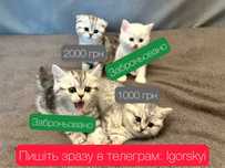 Рівне, Кошенята, кішка, кіт , кошеня , шотландська кішка, котики